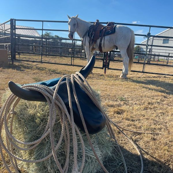 Horse with rope in pen, second horse behind; roping tricks enhance scene in Dallas, TX