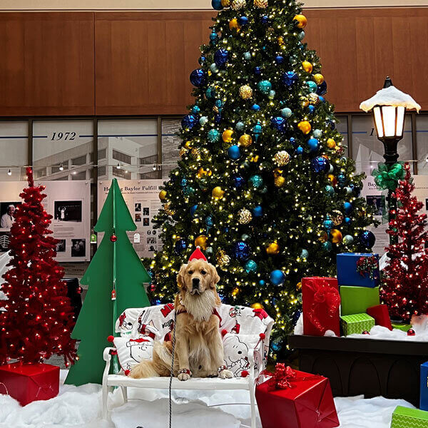 Golden retriever in a chair by a Christmas tree, showcasing festive event décor in Dallas, TX